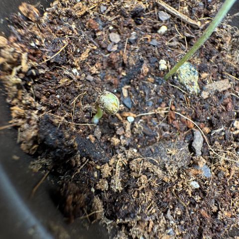 Super Boof growlog photo: And then there were 2??