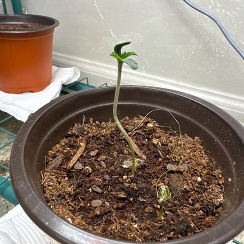 Super Boof growlog timeline photo