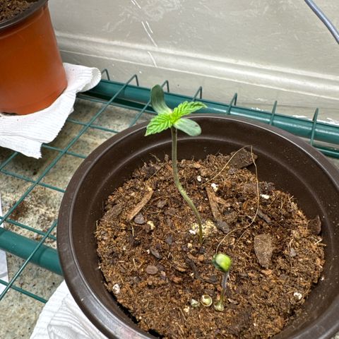 Super Boof growlog photo: Second one is popping more