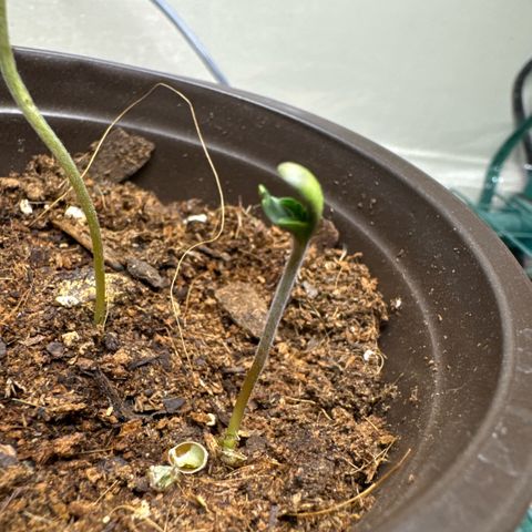 Super Boof growlog photo: Second one is popping more