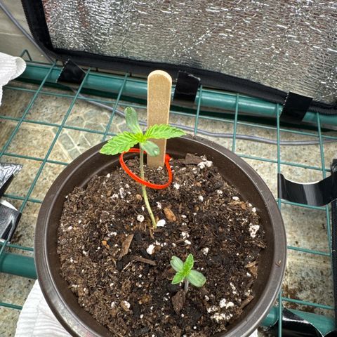 Super Boof growlog photo: Turning on fan for 20 minutes 