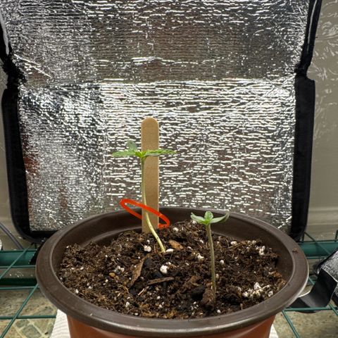 Super Boof growlog photo: Turning on fan for 20 minutes 