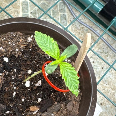 Super Boof growlog timeline photo