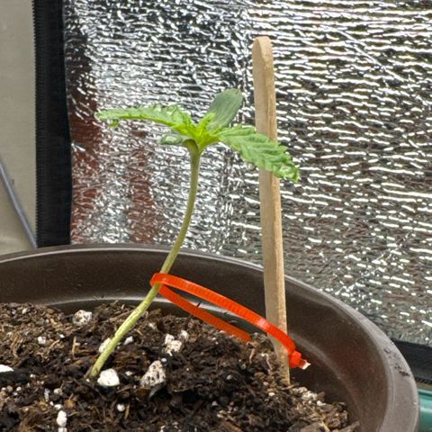 Super Boof growlog timeline photo