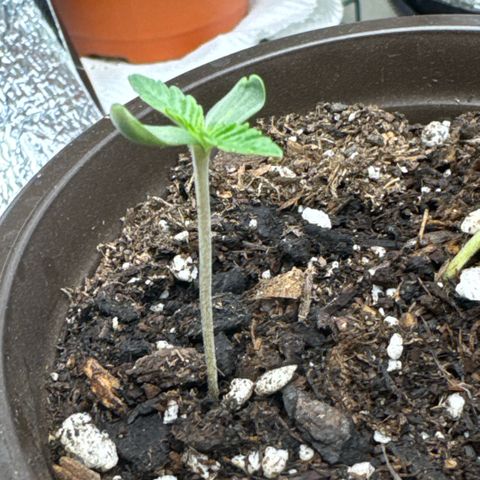Superboof 2 growlog timeline photo