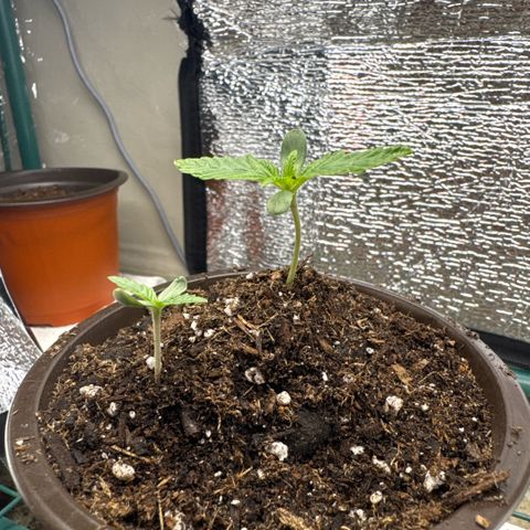 Superboof 2 growlog timeline photo