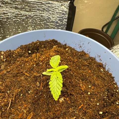 Super Boof growlog photo: Transplanted into a new pot