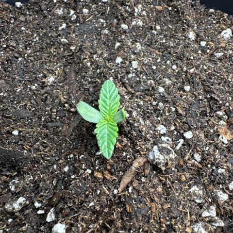 Superboof 2 growlog photo: Transplanted into a new pot
