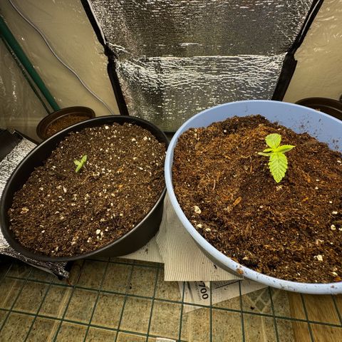 Superboof 2 growlog timeline photo