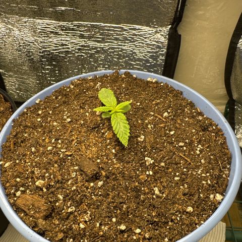 Super Boof growlog timeline photo