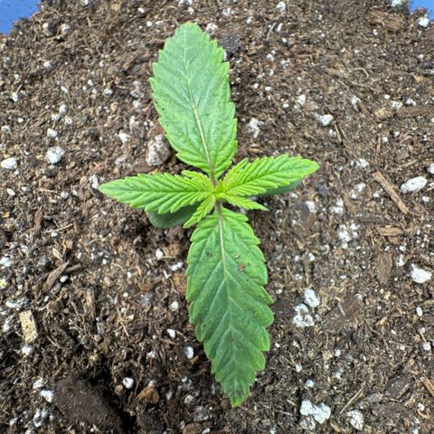 Super Boof growlog timeline photo