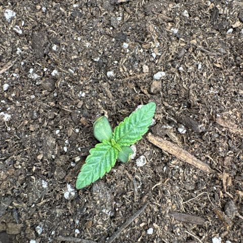 Superboof 2 growlog timeline photo