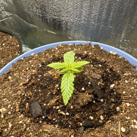 Superboof 2 growlog timeline photo
