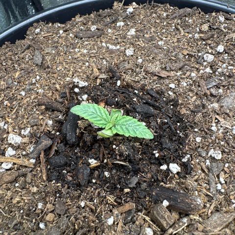 Superboof 2 growlog timeline photo