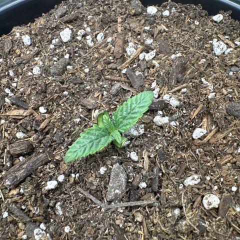 Superboof 2 growlog timeline photo