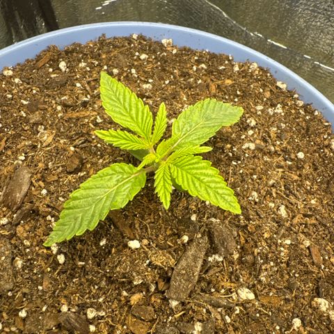 Super Boof growlog timeline photo