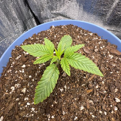 Super Boof growlog timeline photo