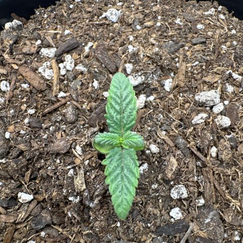 Superboof 2 growlog timeline photo