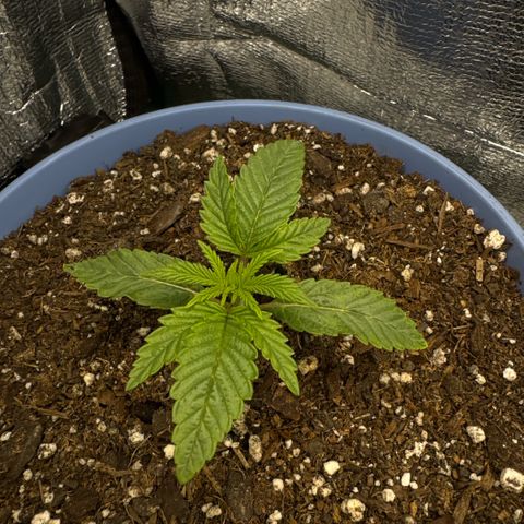 Superboof 2 growlog photo: I think SB1 is going into veg