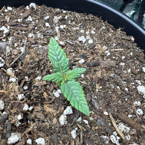 Superboof 2 growlog photo: I think SB1 is going into veg