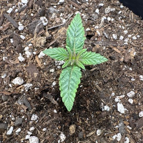 Superboof 2 growlog timeline photo