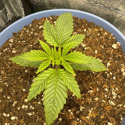 Superboof 2 growlog timeline photo