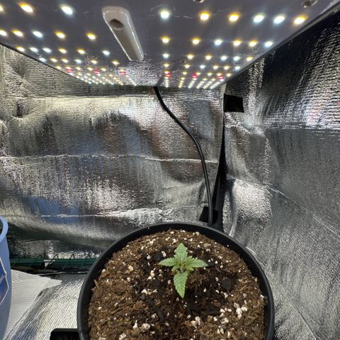 Superboof 2 growlog timeline photo