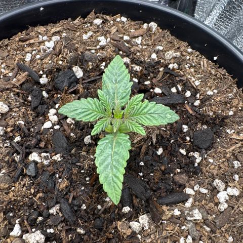 Superboof 2 growlog timeline photo