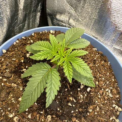 Super Boof growlog timeline photo