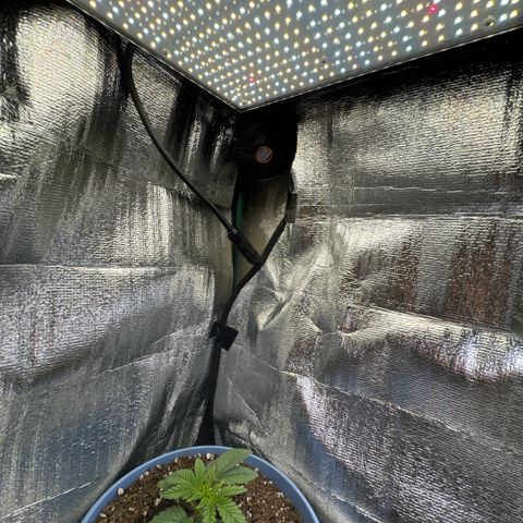 Super Boof growlog timeline photo