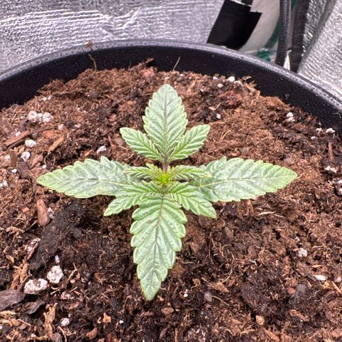 Superboof 2 growlog timeline photo