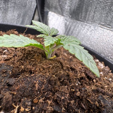 Superboof 2 growlog timeline photo