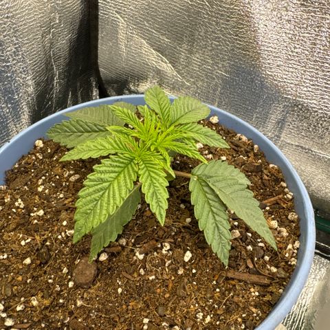 Super Boof growlog timeline photo