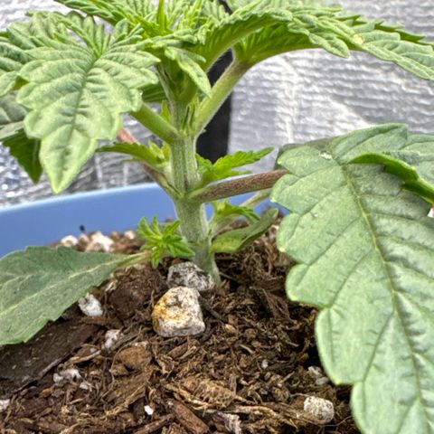 Super Boof growlog timeline photo