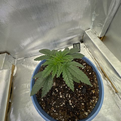 Super Boof growlog timeline photo