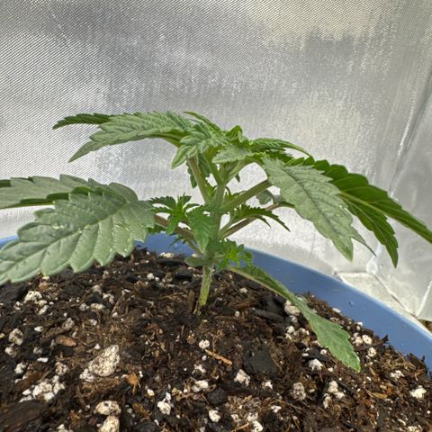 Super Boof growlog timeline photo