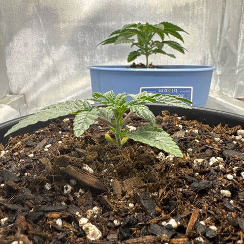 Superboof 2 growlog timeline photo