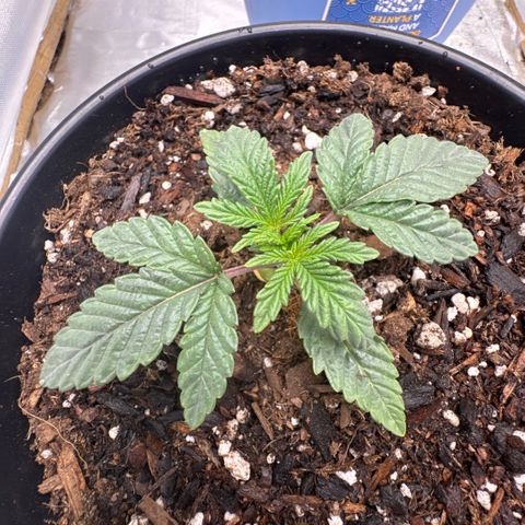 Superboof 2 growlog timeline photo