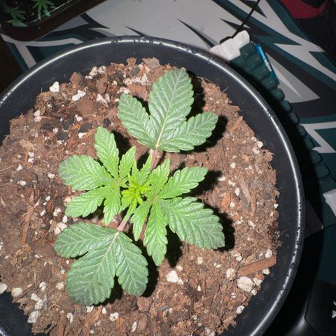 Superboof 2 growlog timeline photo