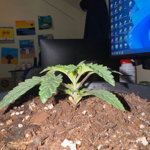 Superboof 2 growlog timeline photo