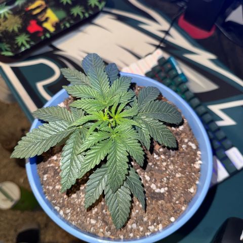 Super Boof growlog timeline photo