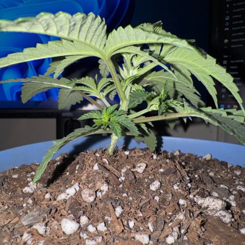 Super Boof growlog timeline photo