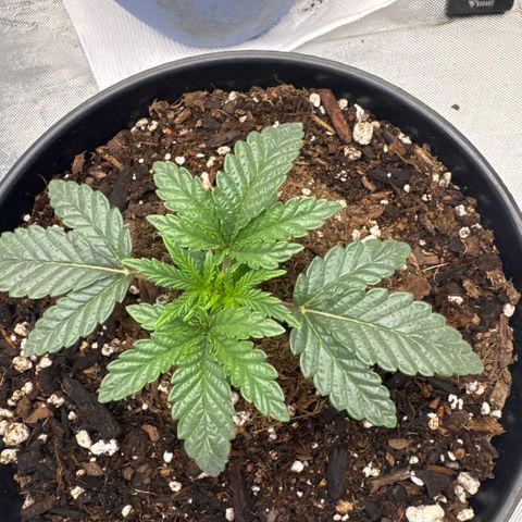 Superboof 2 growlog timeline photo