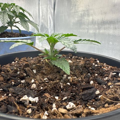 Superboof 2 growlog timeline photo