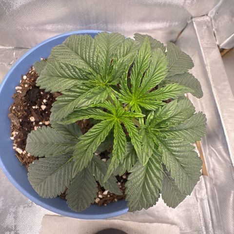 Super Boof growlog timeline photo