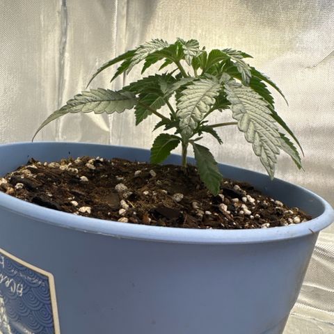 Super Boof growlog timeline photo