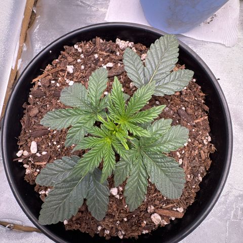 Superboof 2 growlog timeline photo