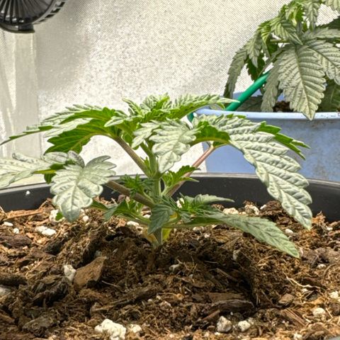 Superboof 2 growlog timeline photo