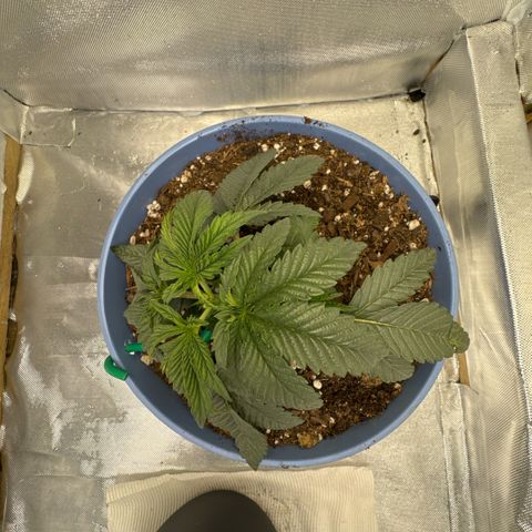 Super Boof growlog timeline photo