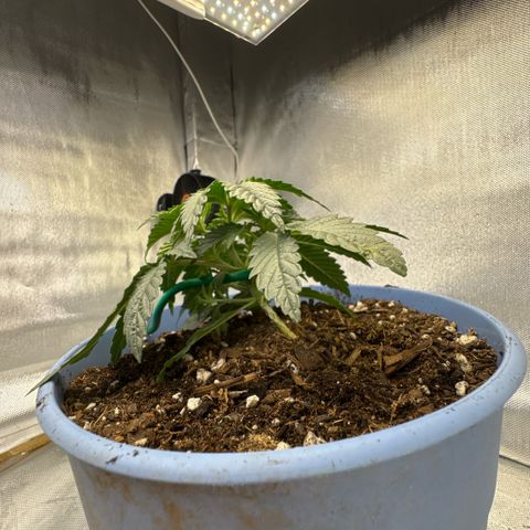 Super Boof growlog timeline photo
